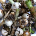 Just-harvested garlic