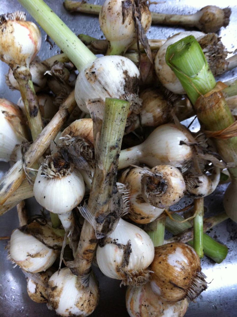 Just-harvested garlic