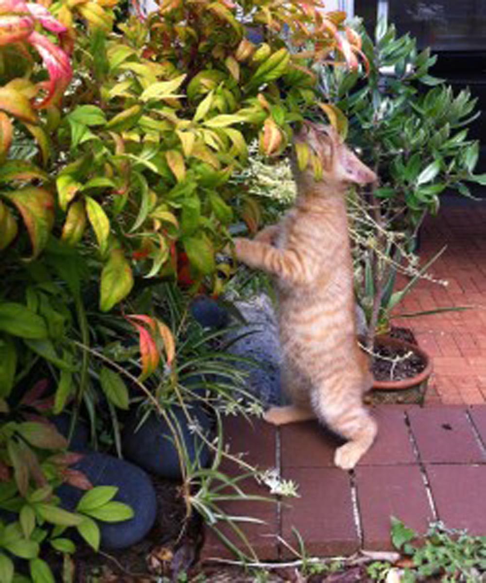 Kitten in garden