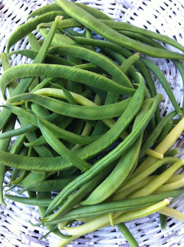 Summer’s here. Yippee! Handfuls of beans from the garden every day!