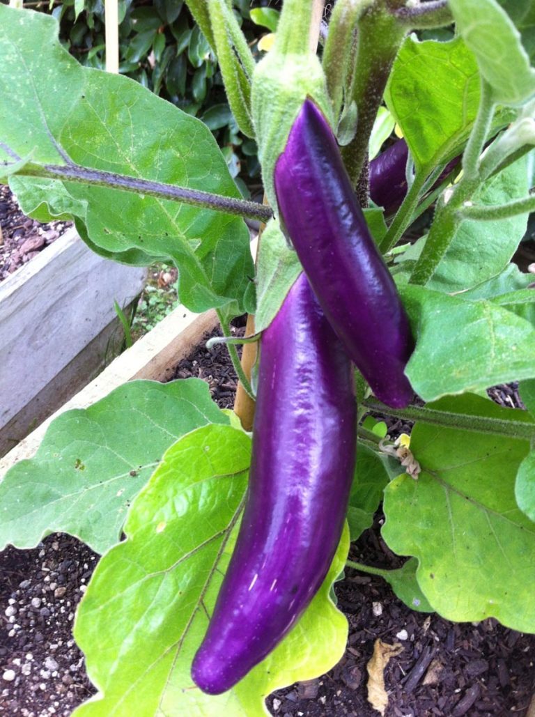 How to grow your own gorgeous eggplants