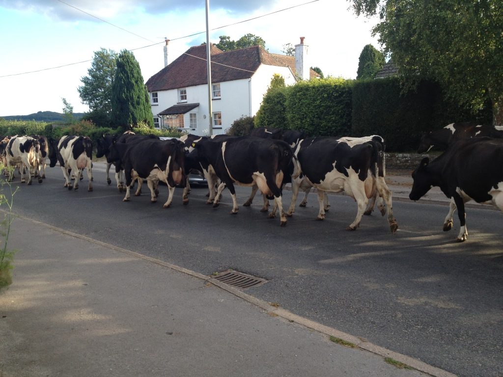 Cows in English village