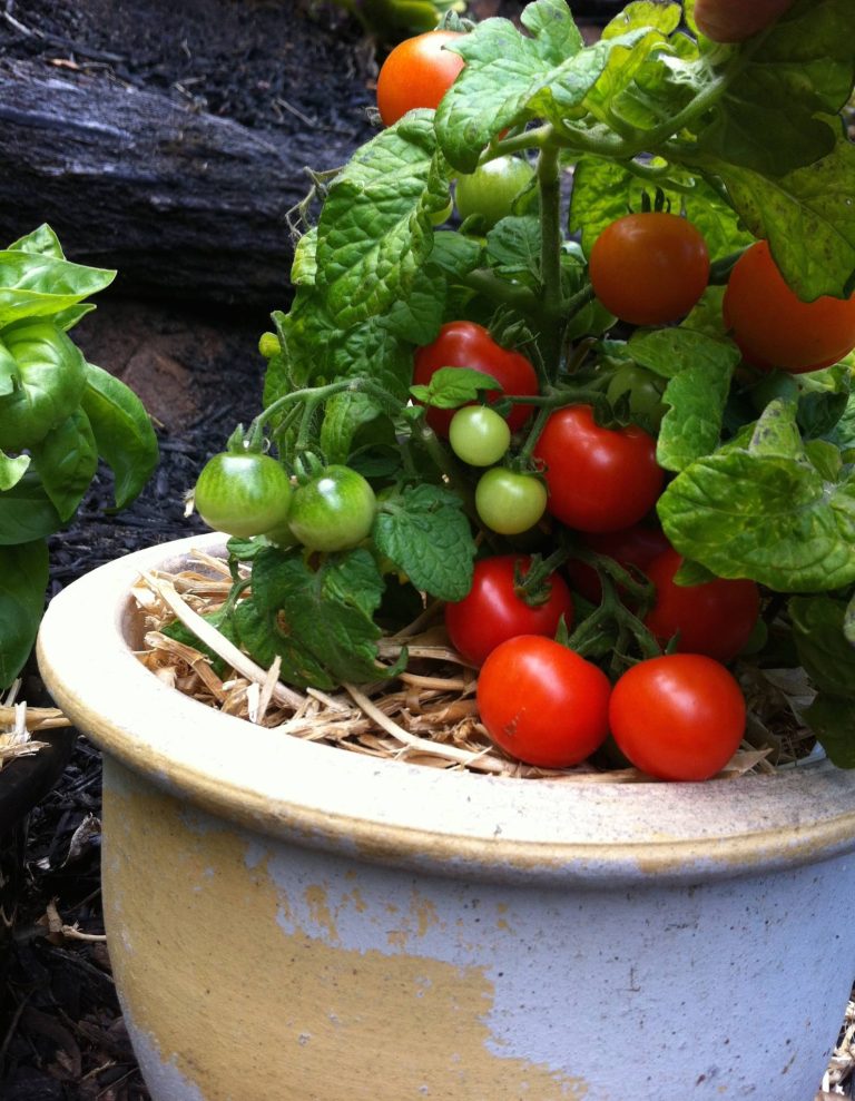 Make the most of outdoor tomatoes before they are gone