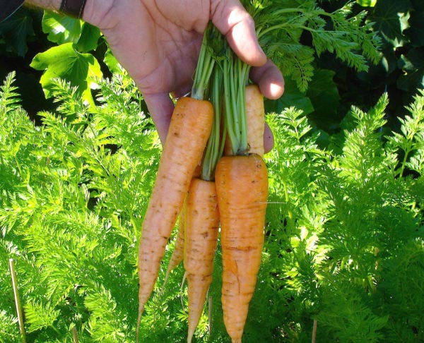 Freshly dug carrots