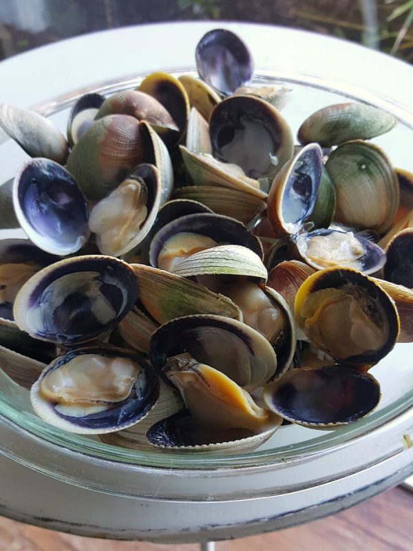Southern clams