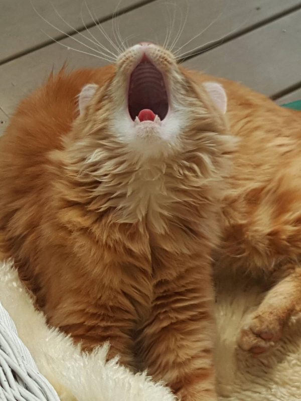 Humpf yawning