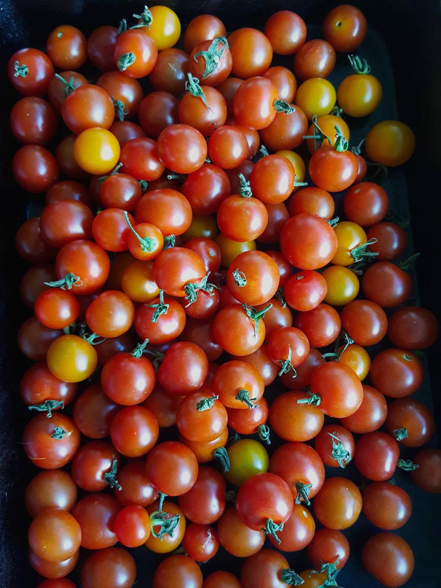 Salad Caprese Cherry tomatoes
