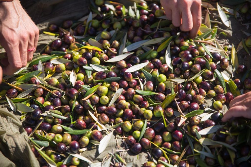 Olive harvest 6
