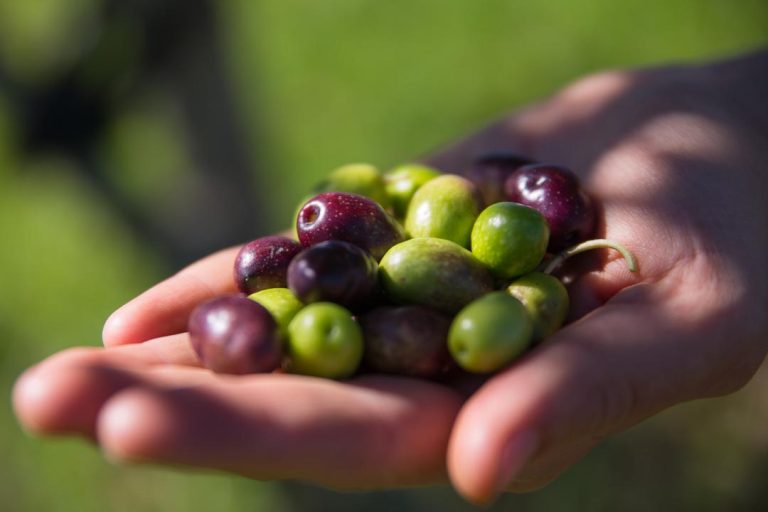 The olive harvest is in on Waiheke Island!