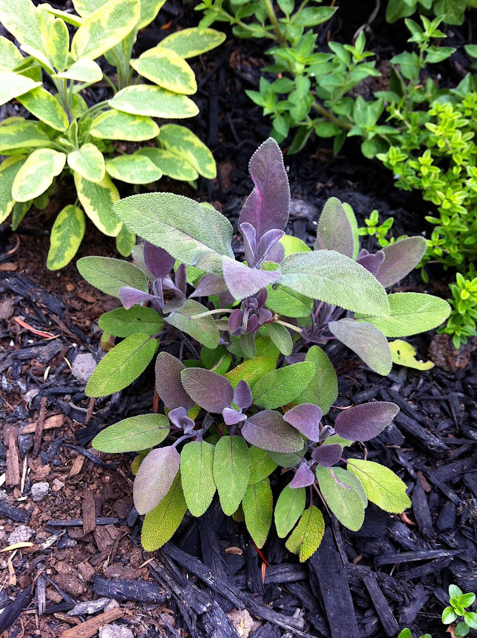 Purple and variegated sage