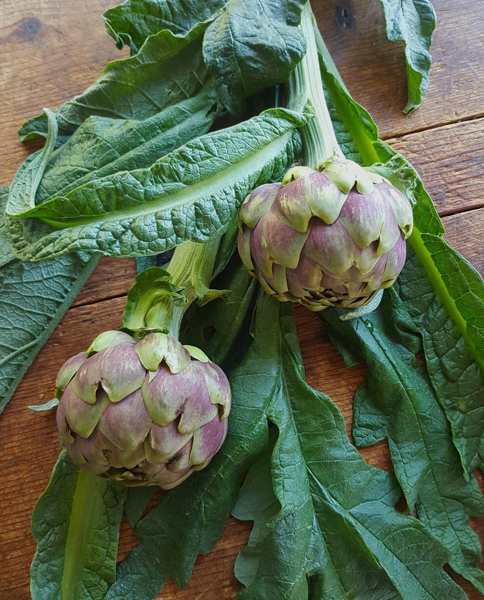 Prepare an artichoke the easy way with pics – check it out!
