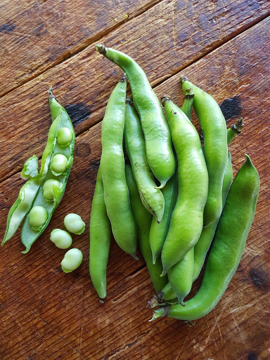 Broad beans 2