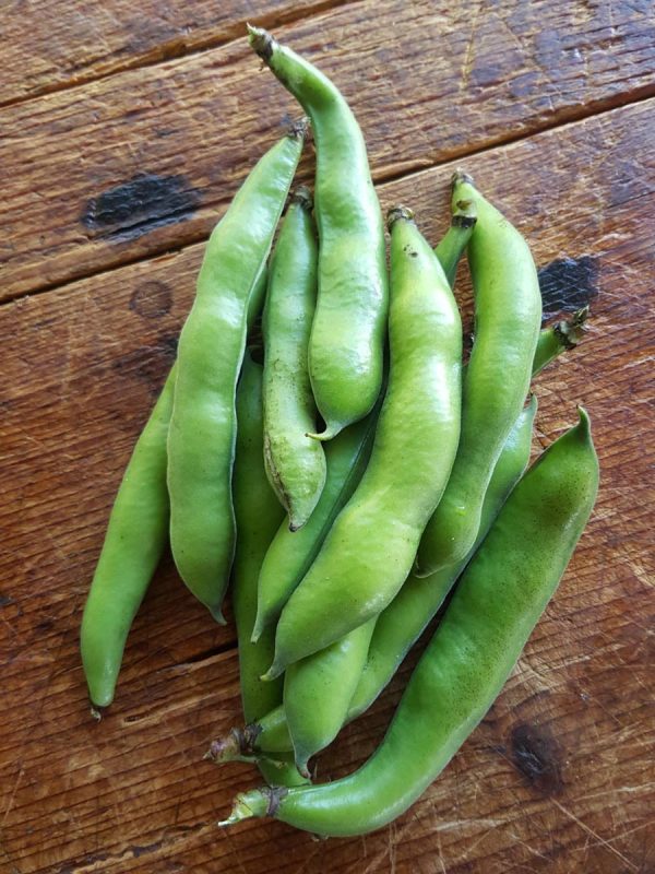 Broad beans 3