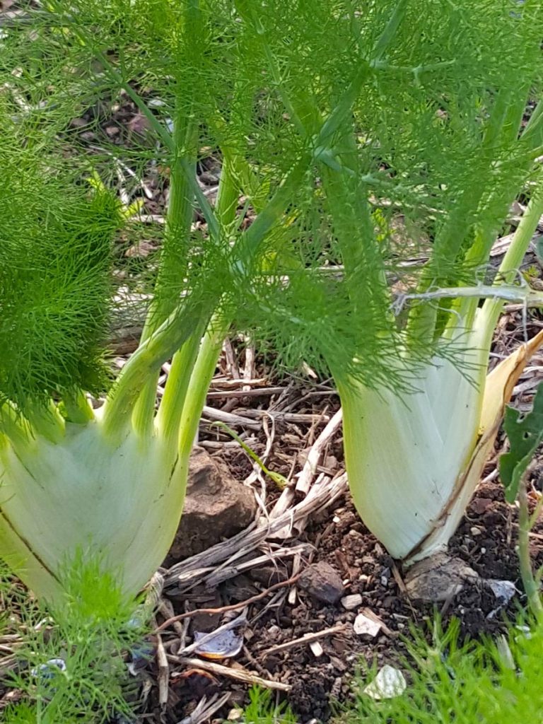 Fennel – fancy things up with feathery leaves or pollen