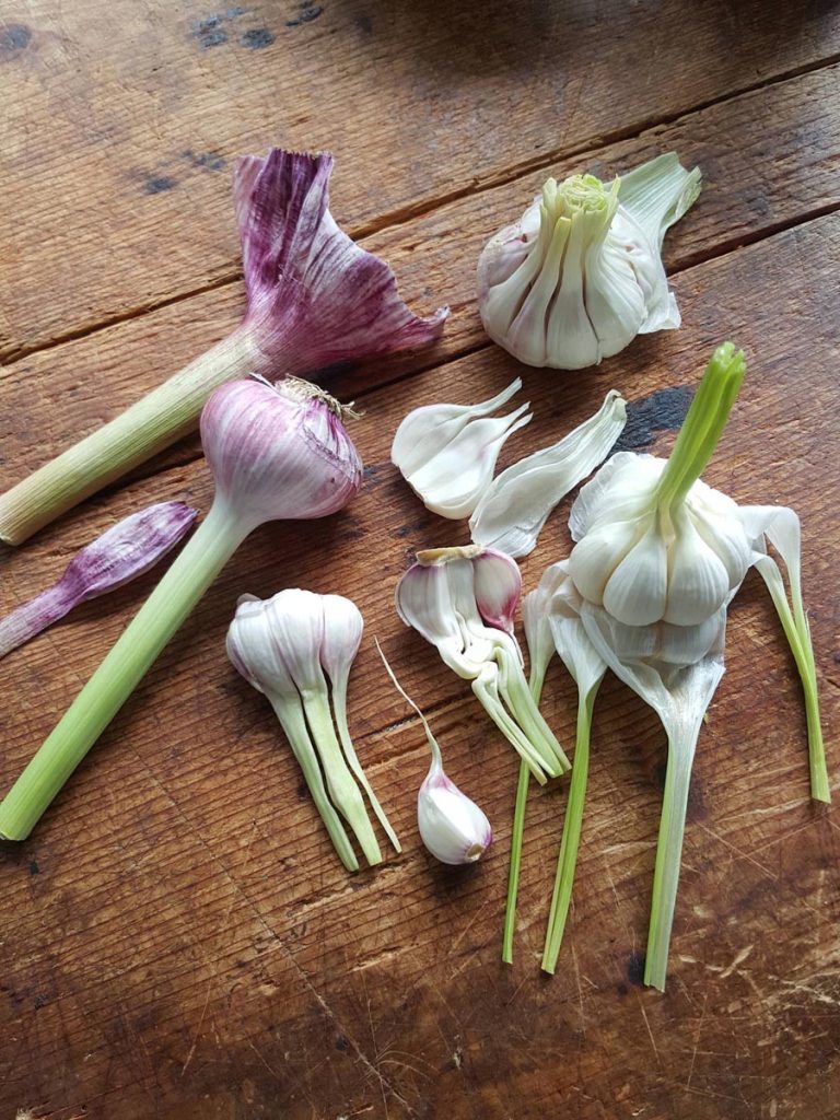 New season garlic is here. Get chomping!