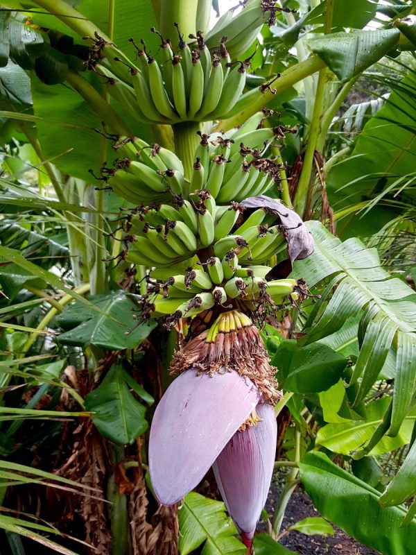Bananarama in Rocky Bay 1