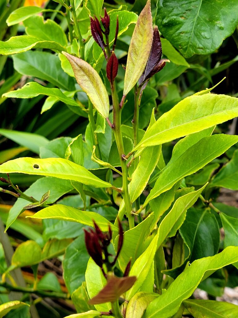 Lemon tree leaf