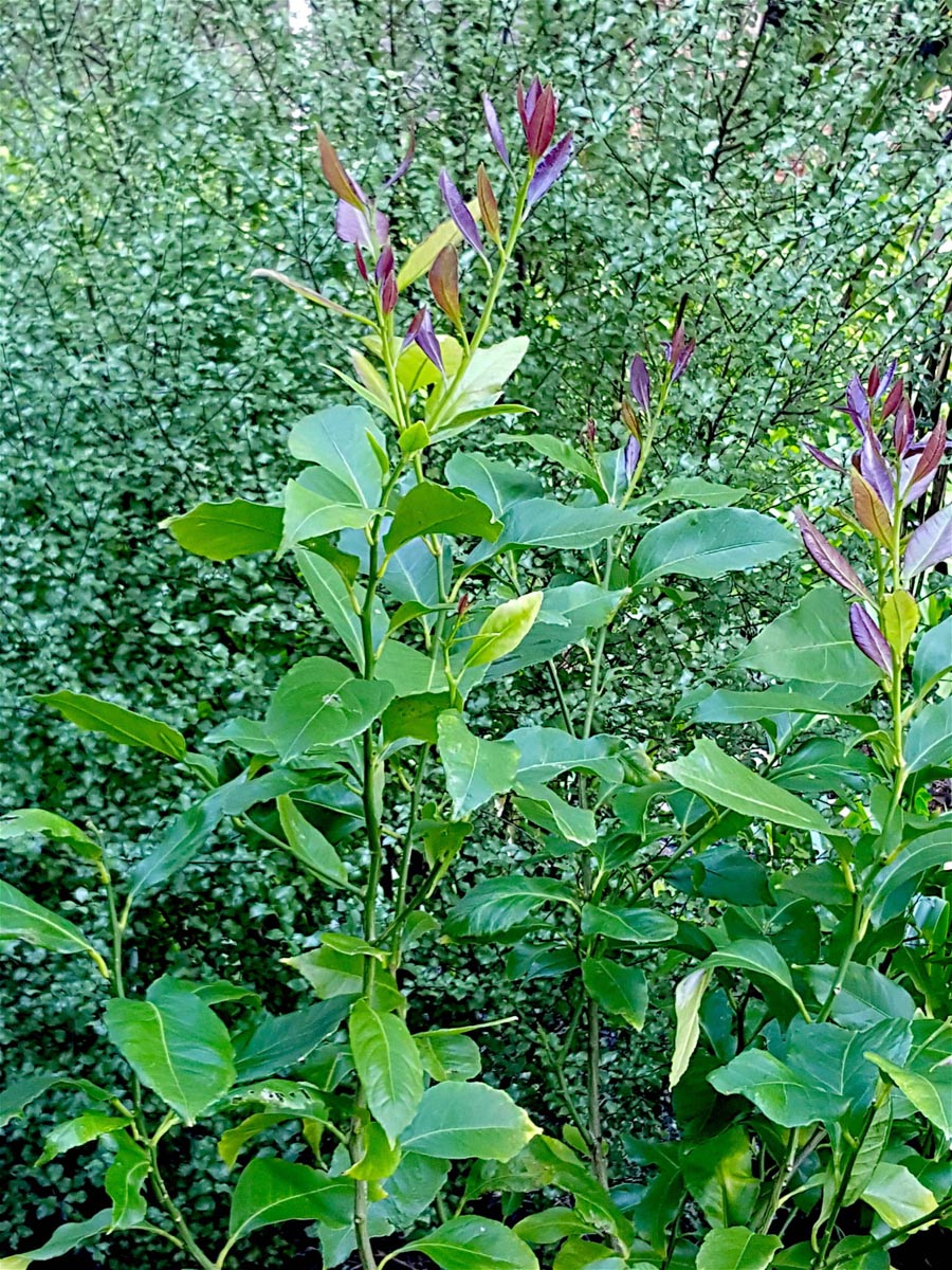 Lemon tree leaves