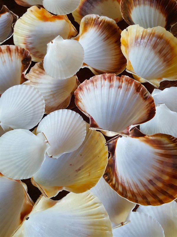 Scallop shells 2