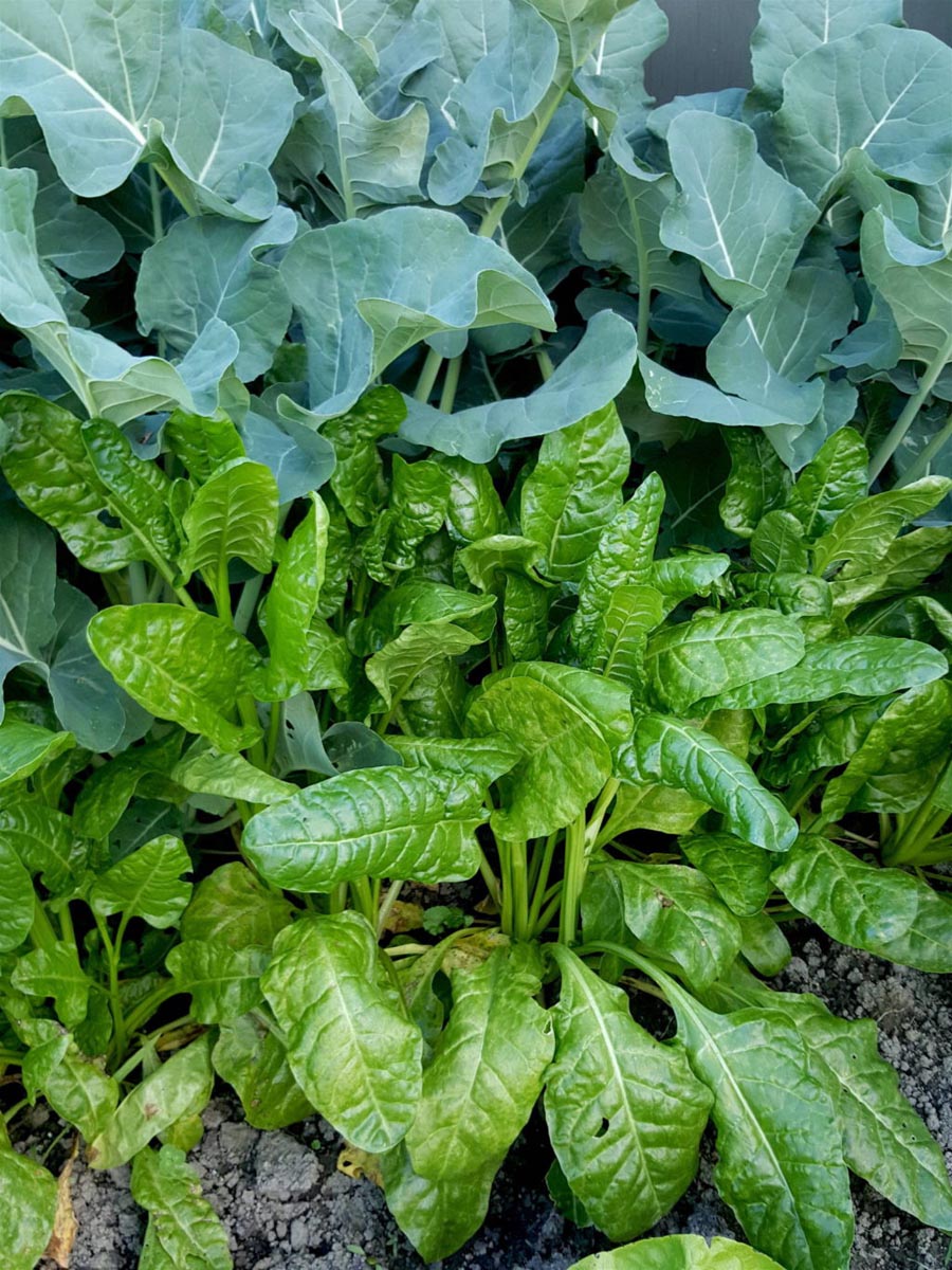 Silverbeet Is A Gardeners Dream Easy To Grow With Prolific Shiny Leaves