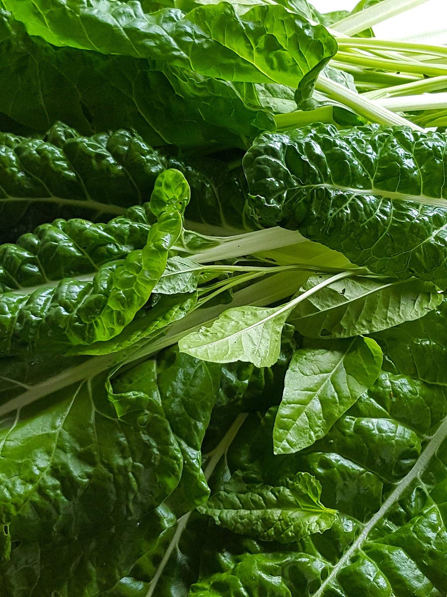 Silverbeet – different types