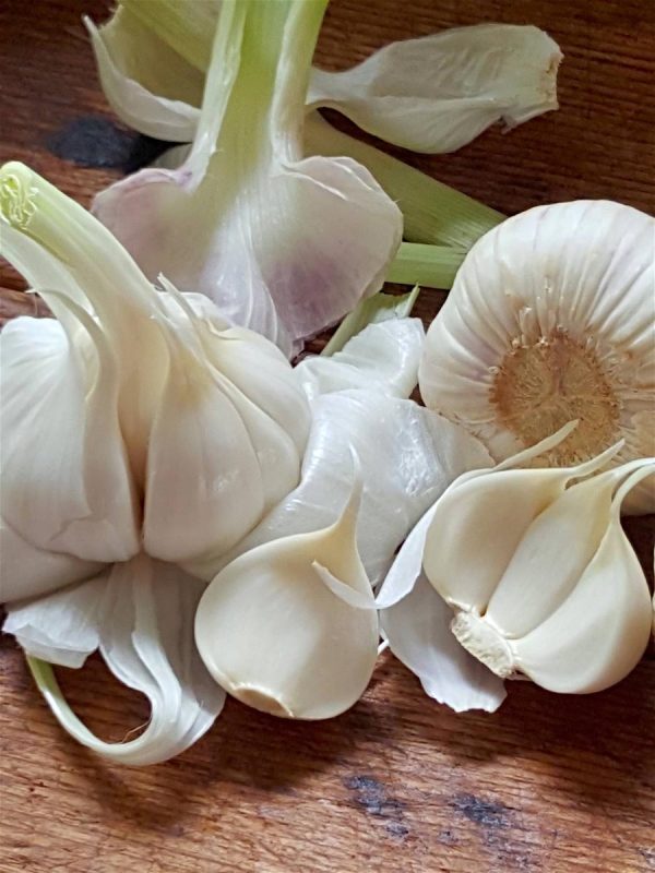 New garlic 3