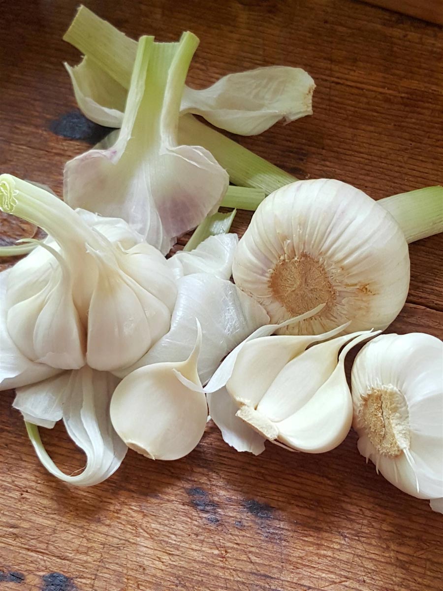 New garlic