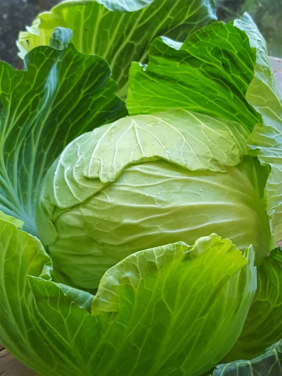 cabbage 4