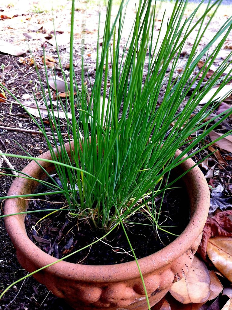Chives – to chop or snip, that is the question