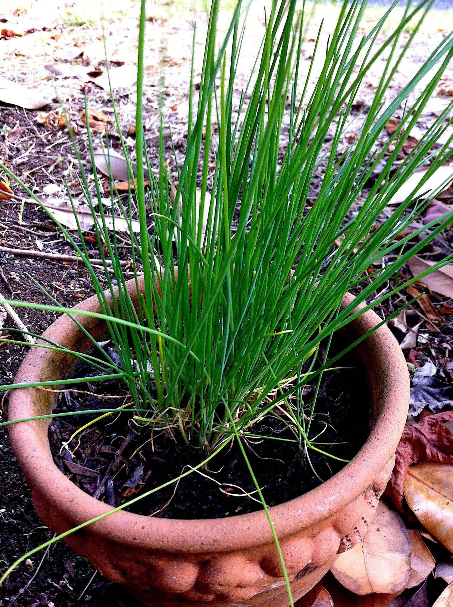 Chives – to chop or snip?