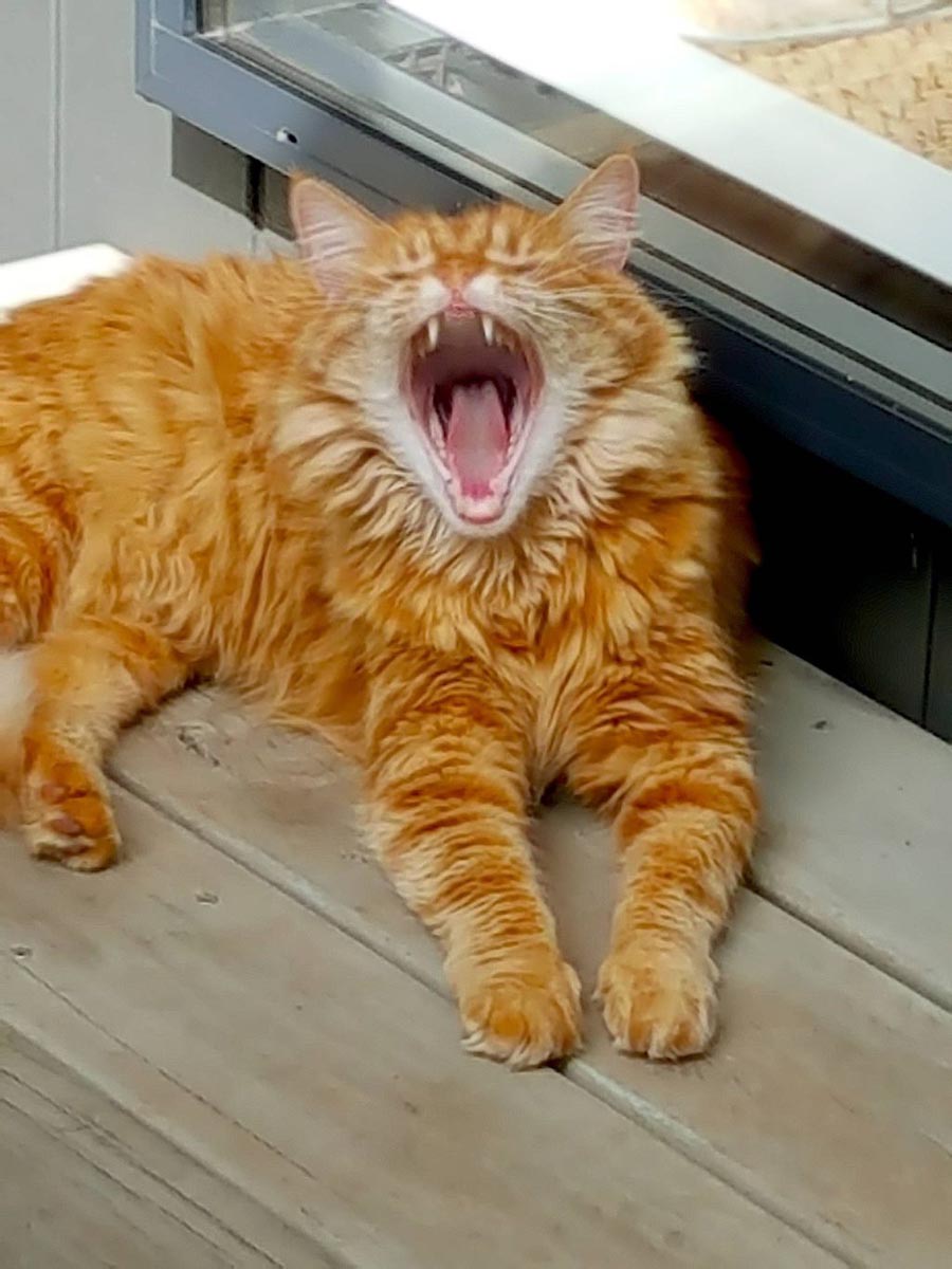 Humpf yawning