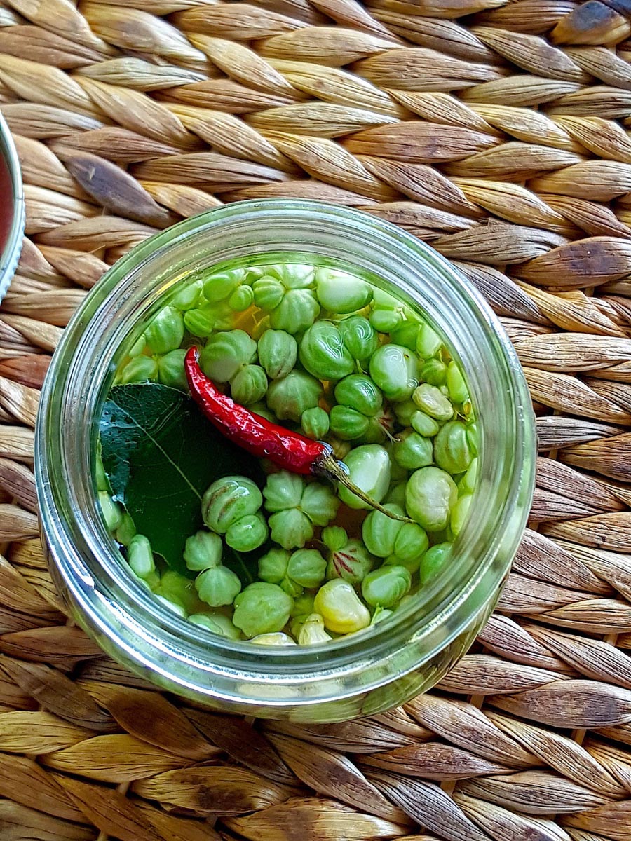 Nasturtium buds - how to pickle