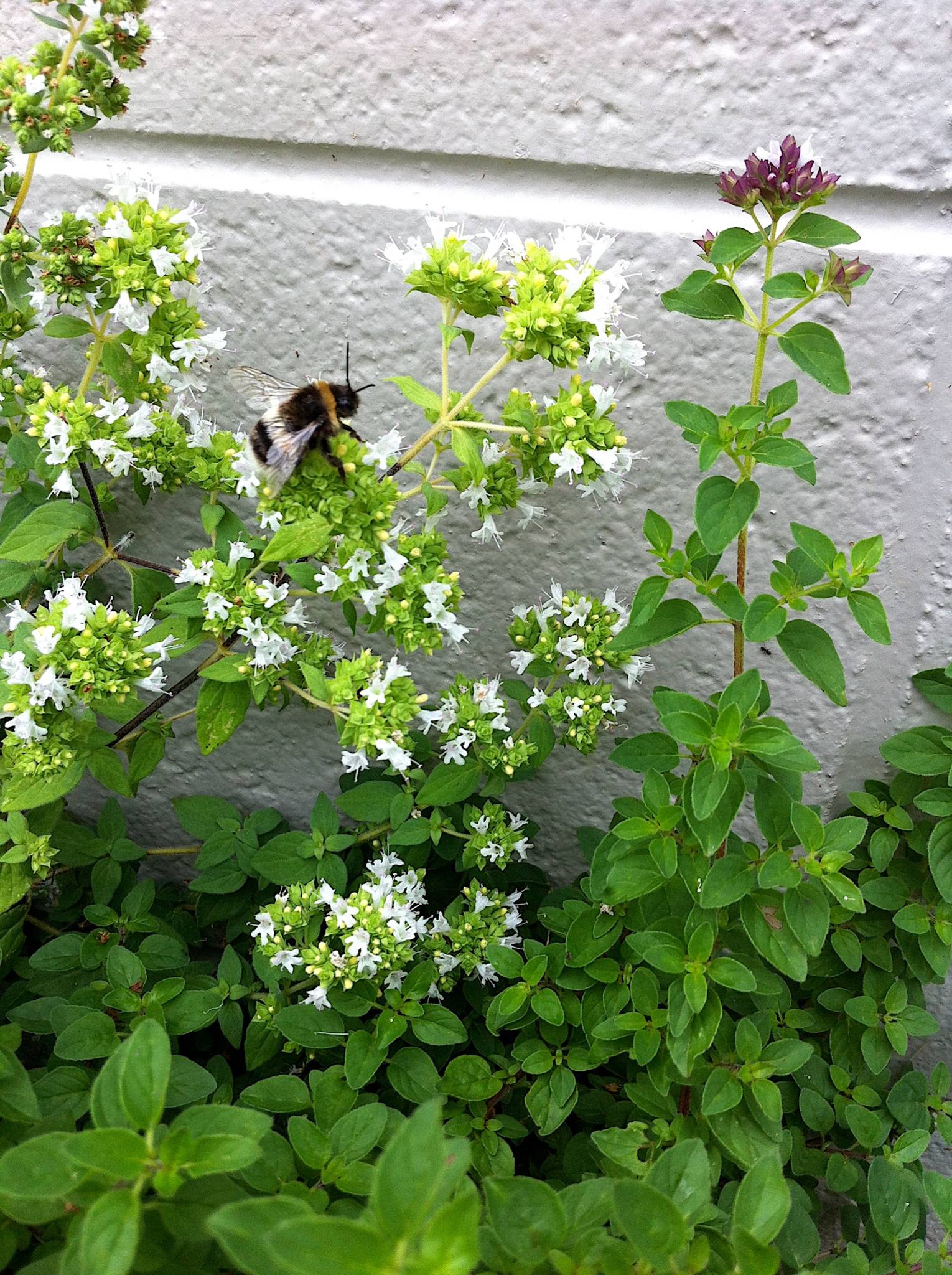 Oregano brings bees to the garden