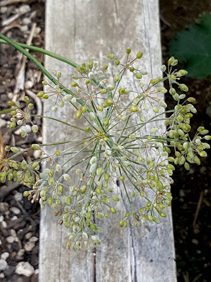 Dill flowers & seeds
