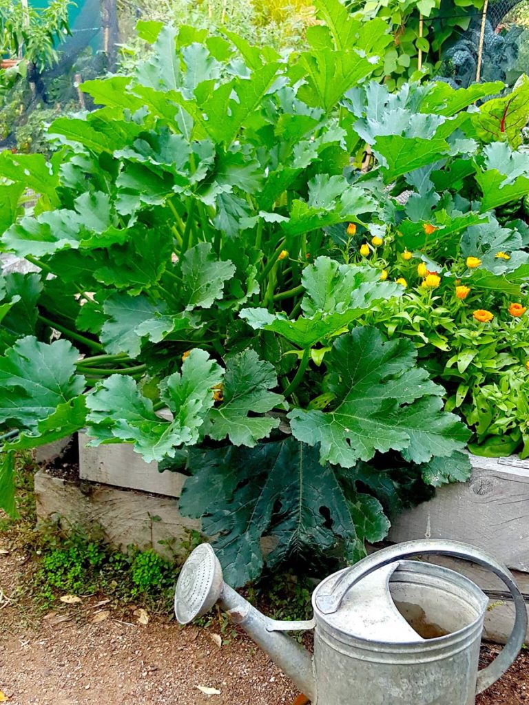 How I grew a monster zucchini plant