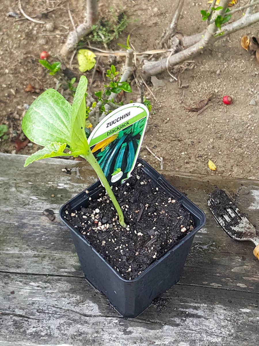 How I grew a monster zucchini plant