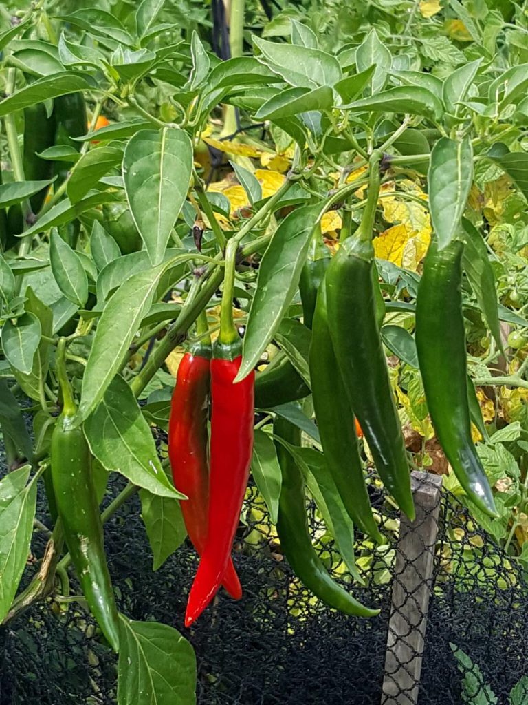 In the garden: Chillies in or out?
