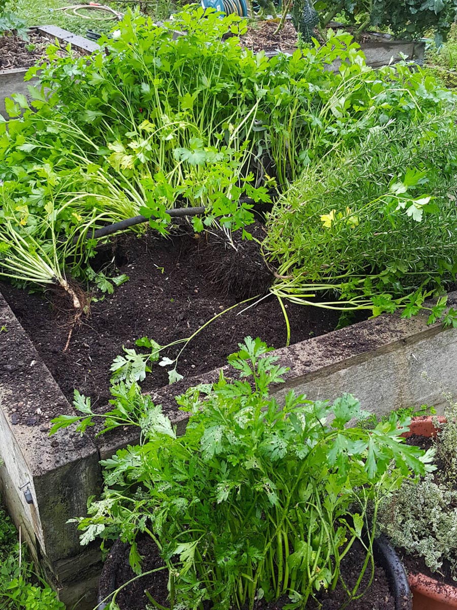 Digging out herbs