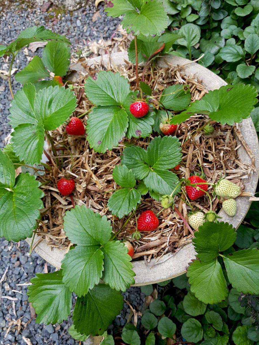 Strawberries in a pot