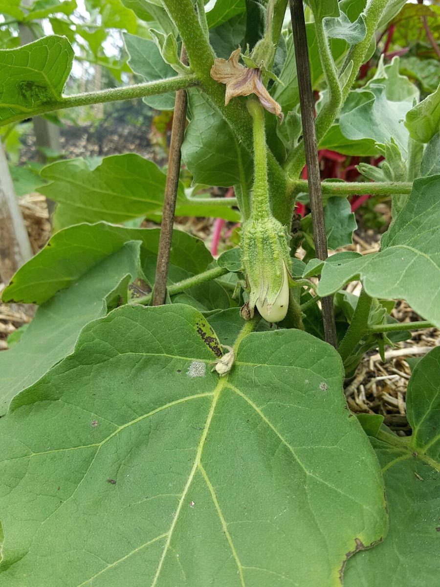 My first white eggplant!