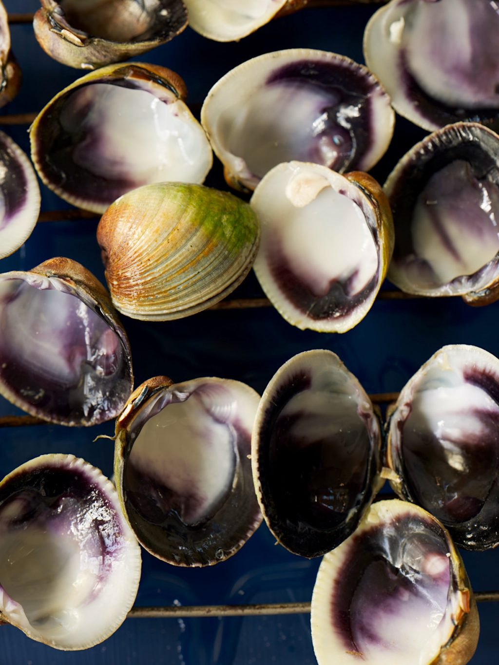 NZ littleneck clams
