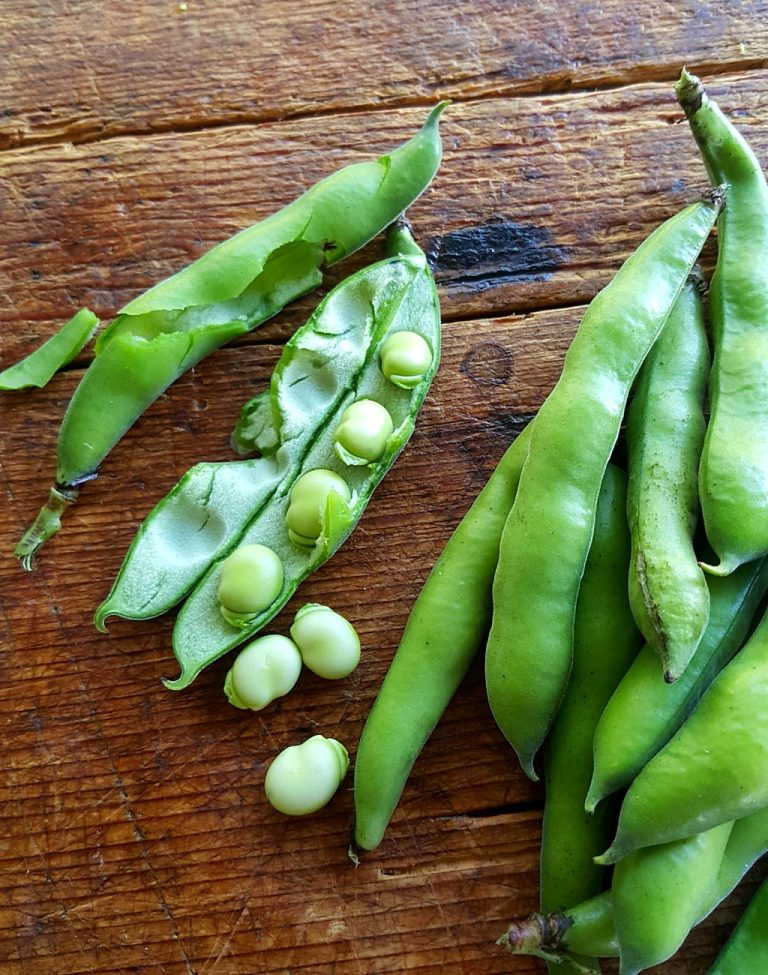 Broad beans alla Genova