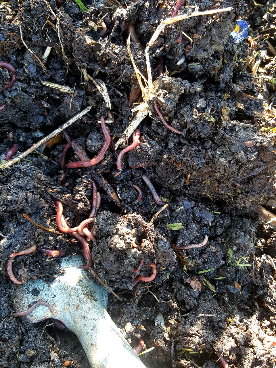 Worms doing good.