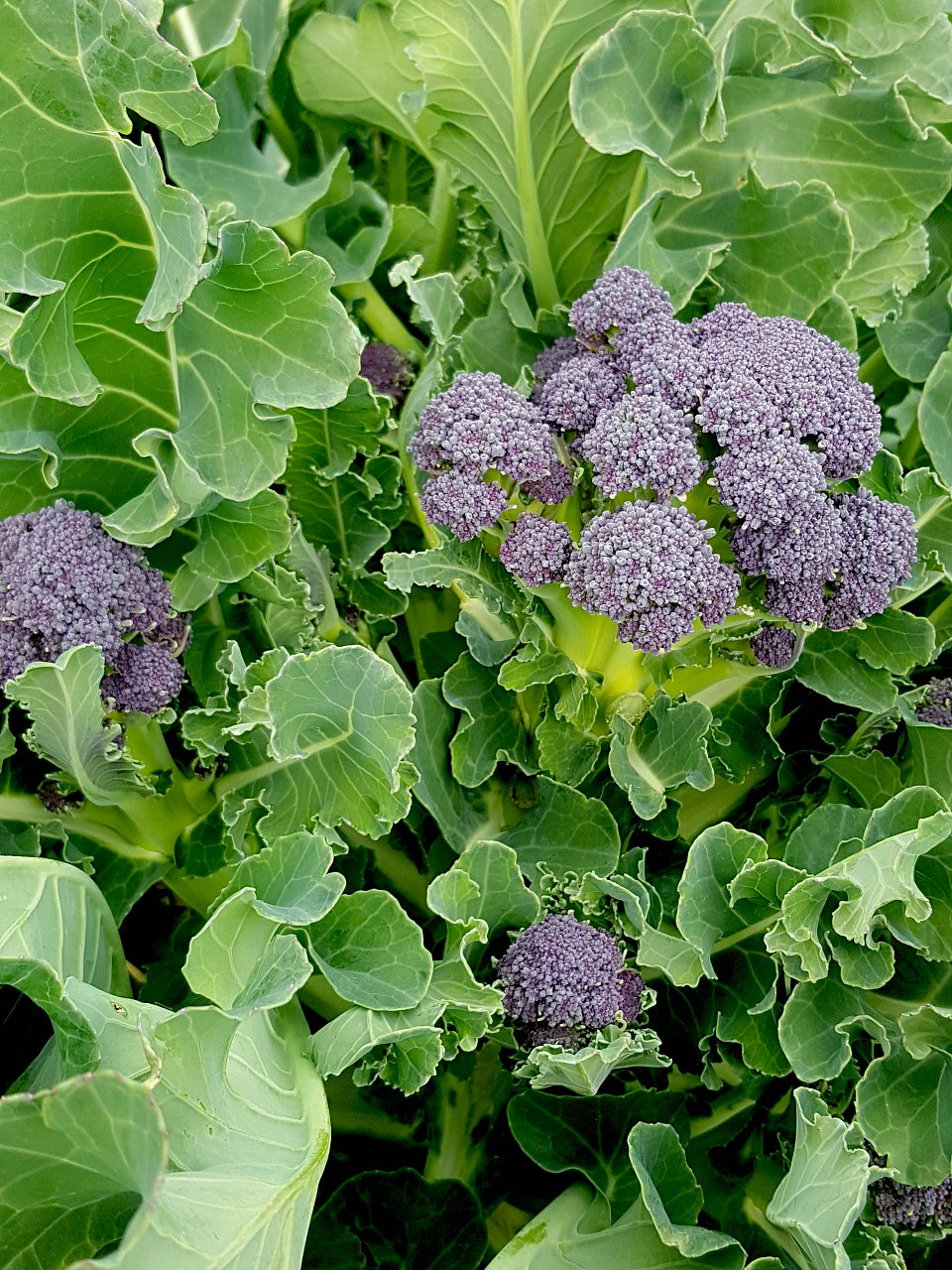 Purple broccoli