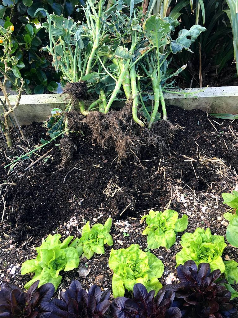 In the garden: Taking out broccoli