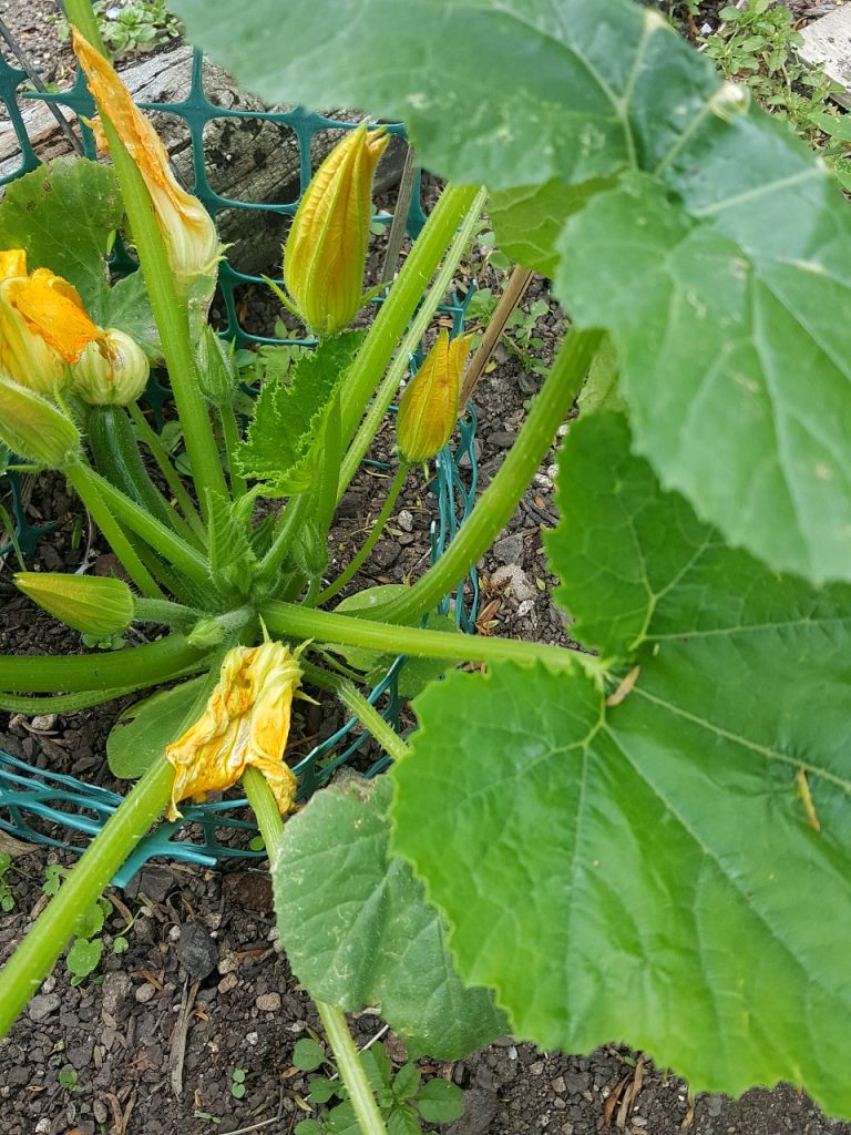 In the garden: My first summer zucchini