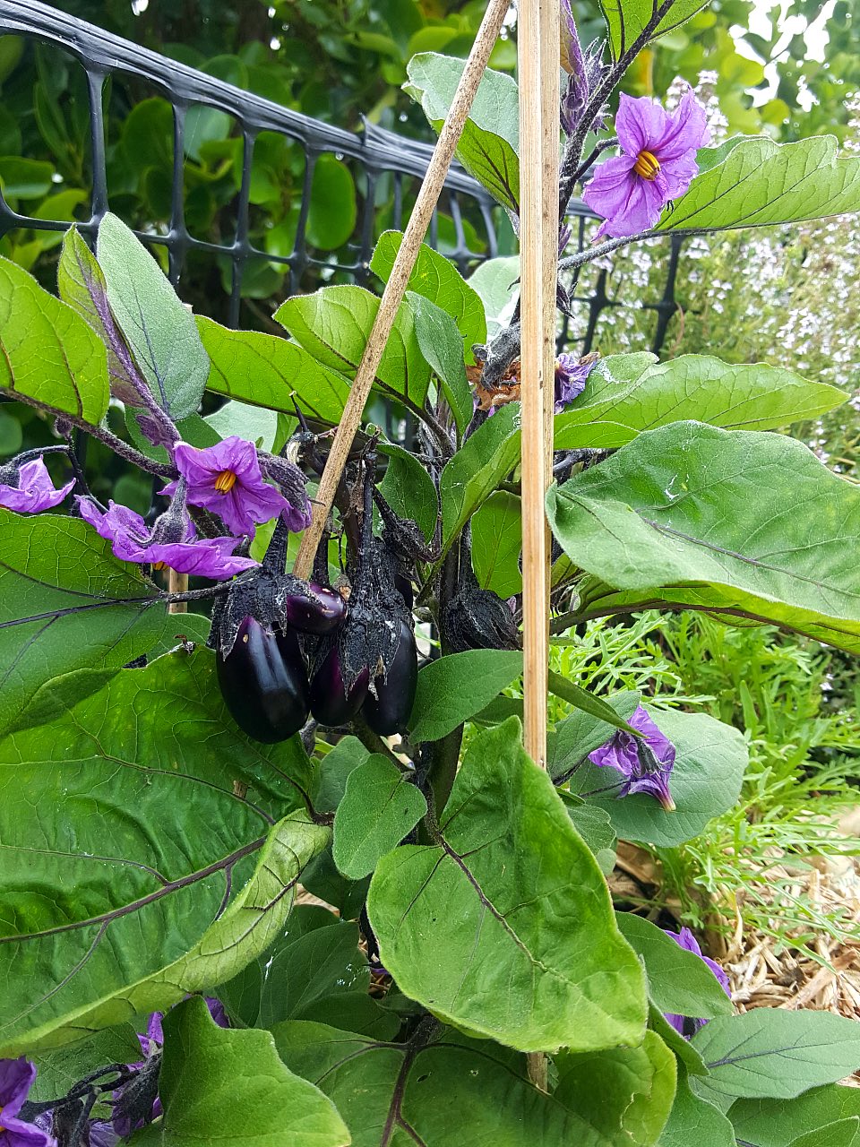 Multi eggplants!