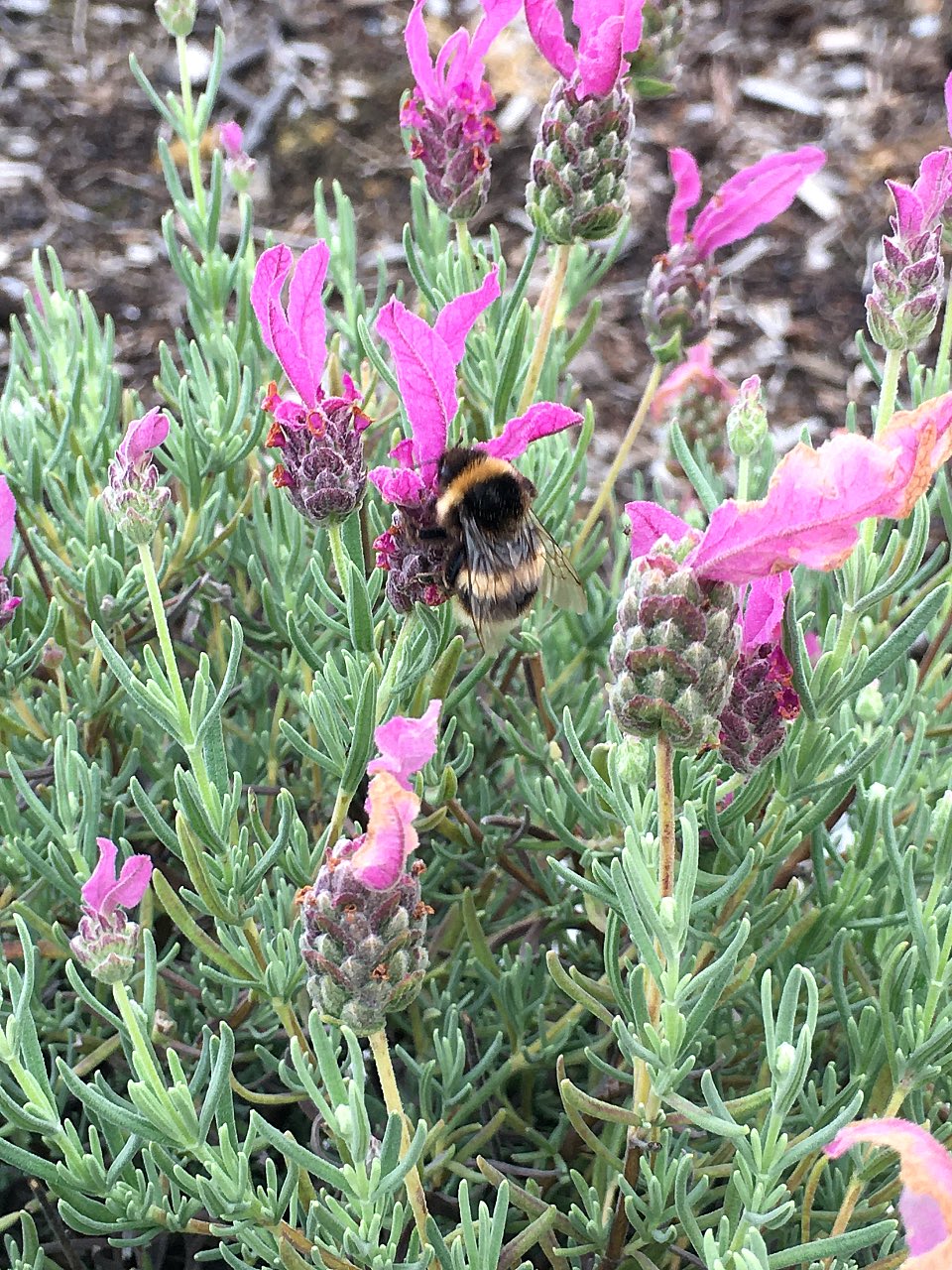 Bumble bee in lavender