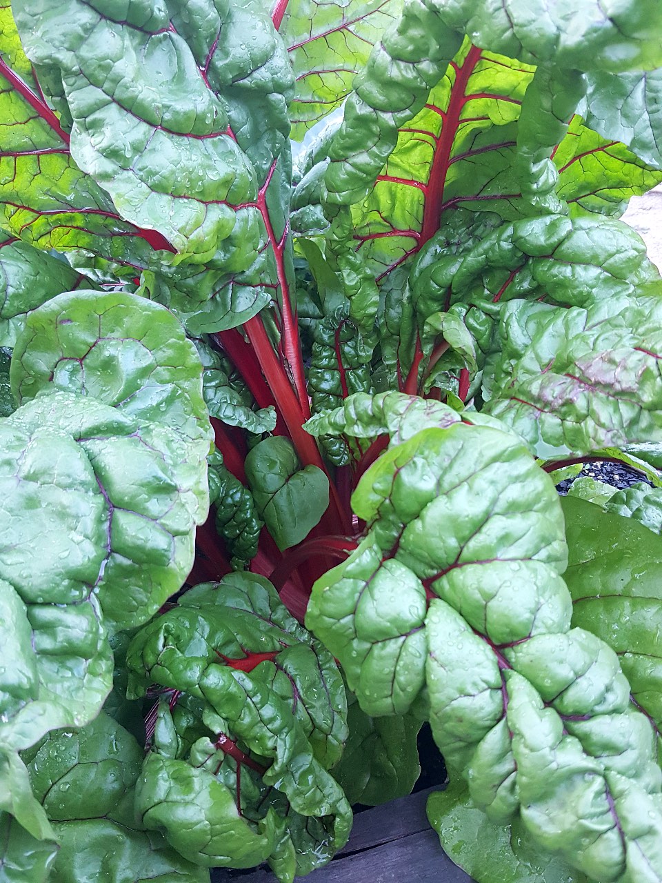 Red chard