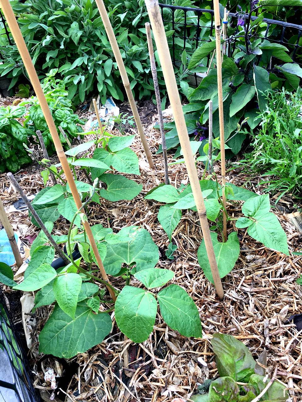 Beans growing nicely.